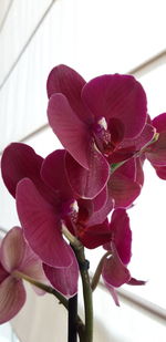 Close-up of pink orchid flower