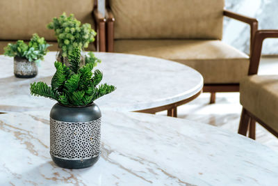 Close-up of potted plants on table at home