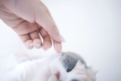Cropped image of hand holding over white background