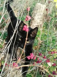 Close-up of black cat on plant