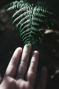 Close-up of hand holding plant leaves