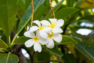 Close-up of white flowering plant