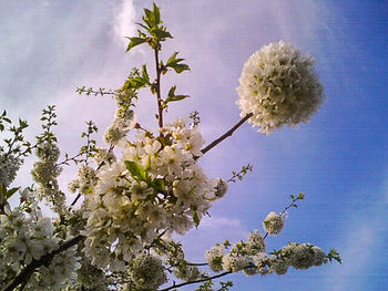 Low angle view of flowers blooming on tree