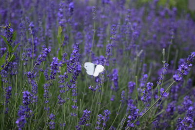 Close-up of butterfly on lavender