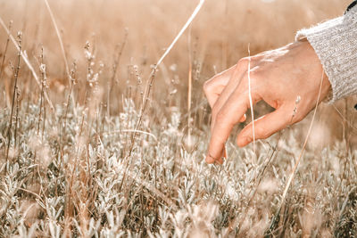 Close-up of hand touching wheat plants on field