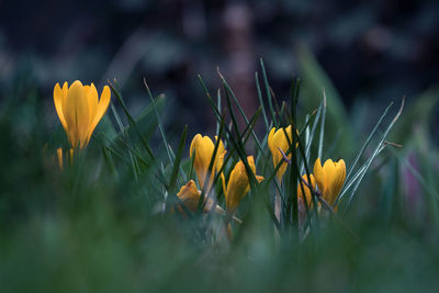 Close-up of yellow crocus blooming in field