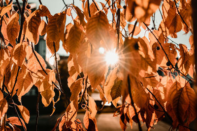 Low angle view of sunlight streaming through autumn leaves