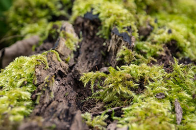 Close-up of moss growing on wood