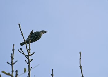 Low angle view of bird perching on branch against clear sky