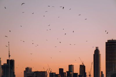 Flock of birds flying in city