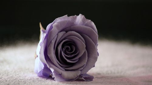 Close-up of rose