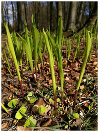 Close-up of plants growing outdoors