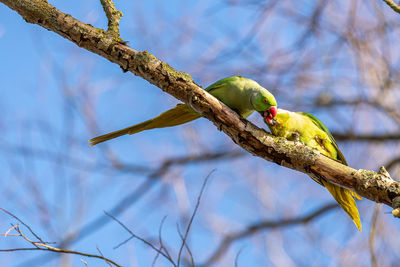 Low angle view of bird perching on branch