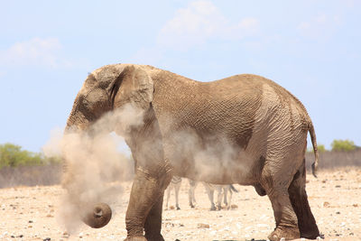 Elephant drinking spraying dusr