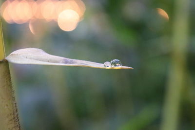 Close-up of bird on tree against blurred background