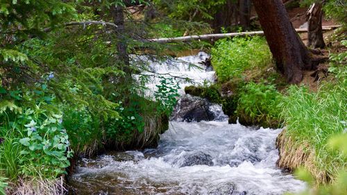 Stream flowing in forest