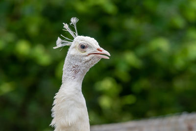 Head shot of a white peacock  with a green background