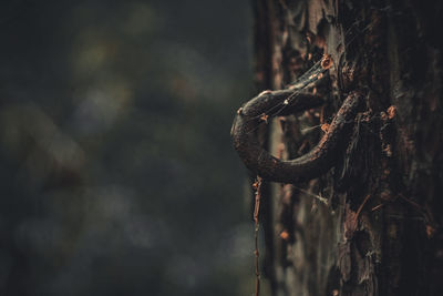 Close-up of rusty chain on tree trunk
