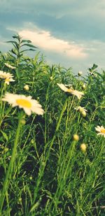 Close-up of yellow flowering plants on field