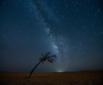 Scenic view of a lone tree  underneath a billion stars