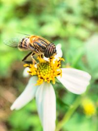 Close-up of insect on flower