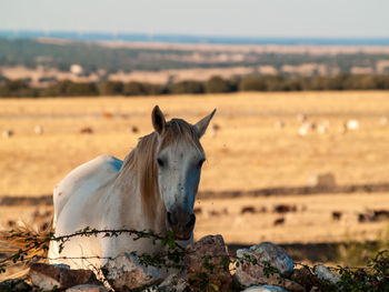 Horse standing on field