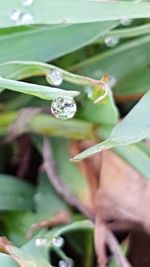 Close-up of water drops on flower