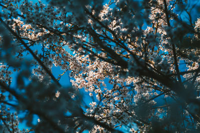 Low angle view of cherry blossom tree