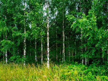 Scenic view of forest