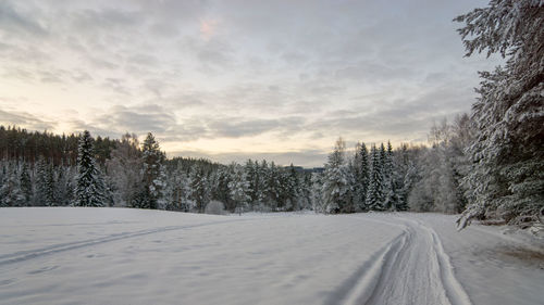 Snow covered land and trees against sky during sunset