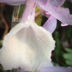 Close-up of pink flower