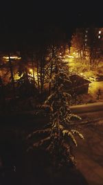 Illuminated trees against sky at night