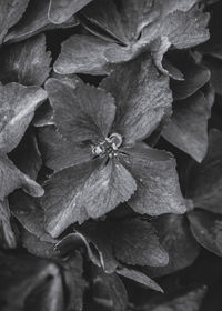 Full frame shot of white flowers