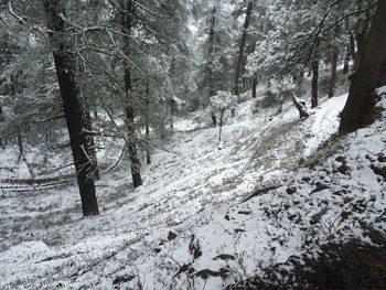 Snow covered trees in forest