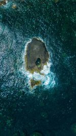 High angle view of turtle in sea