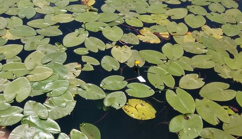 Close-up of lotus water lily in pond