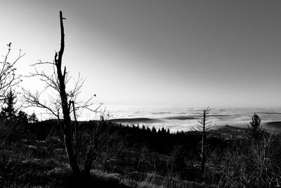 Silhouette bare trees on field against clear sky