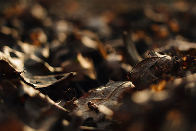 Close-up of dried leaves on land