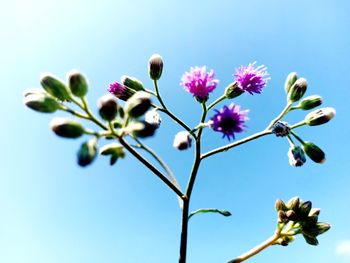 Low angle view of flowering plant against clear sky