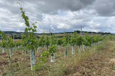 Panoramic view of vineyard against sky