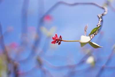 Close-up of pink cherry blossom