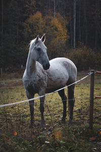 Horse standing in field