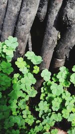 High angle view of plant growing on tree trunk