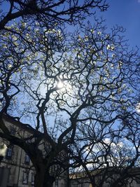 Low angle view of bare trees against sky