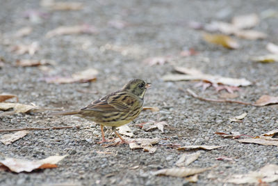 Close-up of bird perching on field