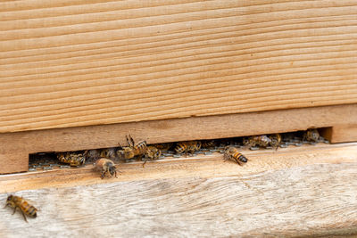 Close-up of bee on wood