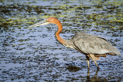 Side view of goliath heron in lake