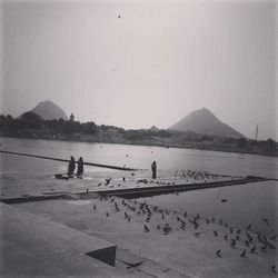 View of birds in water