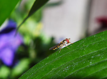 Close-up of insect on leaf