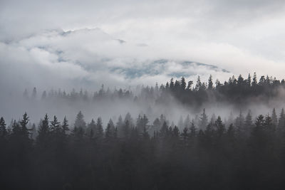 Scenic view of forest against sky